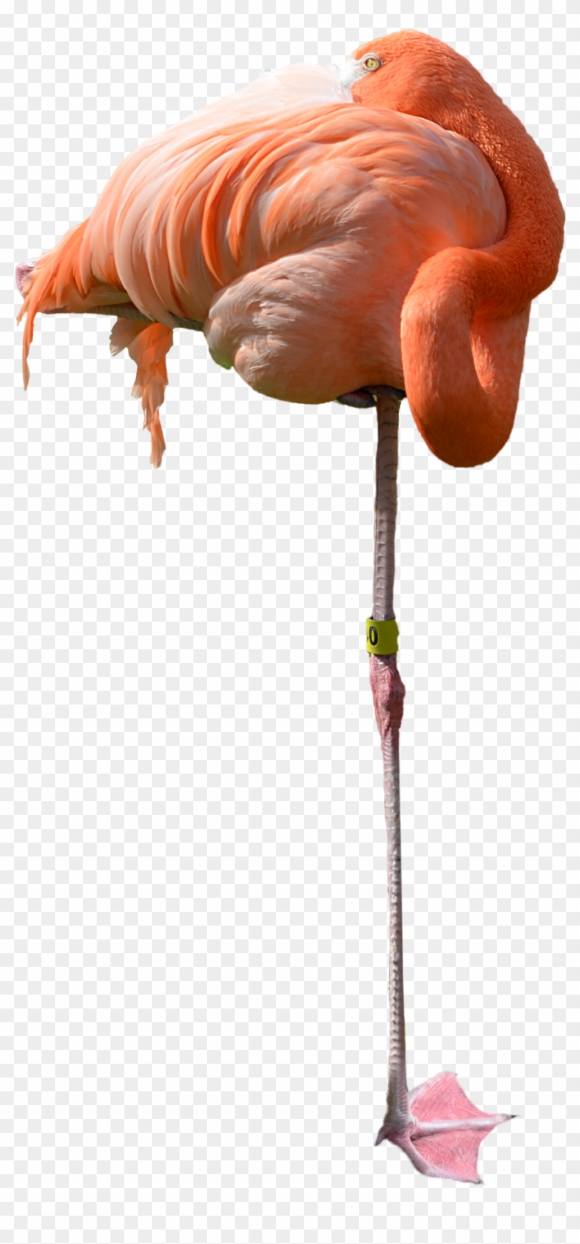 Sleeping Pink Flamingo Stock Photo 0438 Png By Annamae22 - Sleeping Flamingo Png #892163