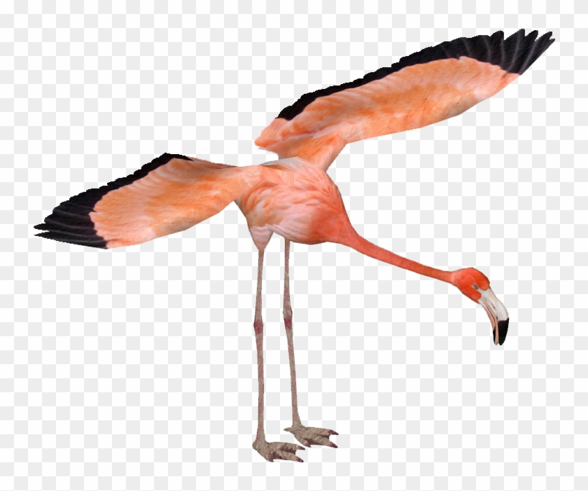 Caribbean Flamingo - Caribbean Flamingo #892193