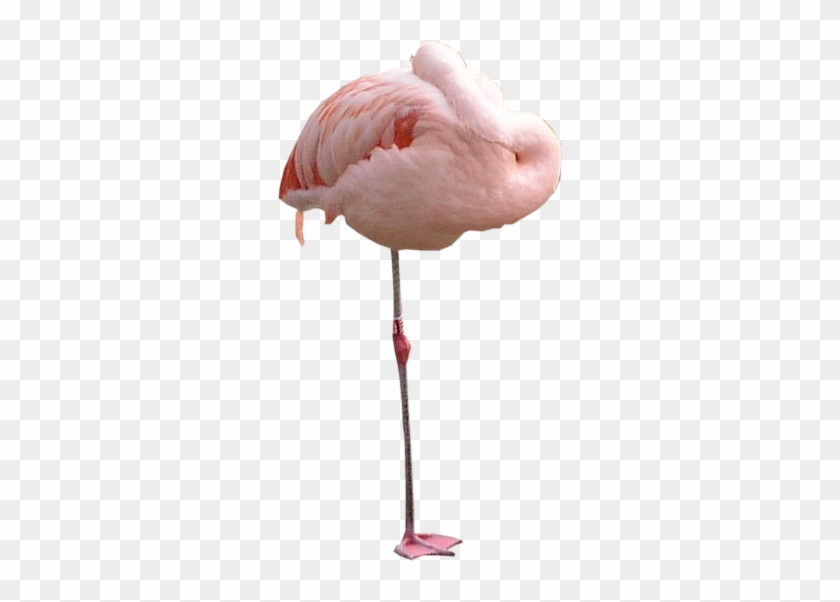 Flamingo Png Texture - Flamingo Transparent Sleeping #892207