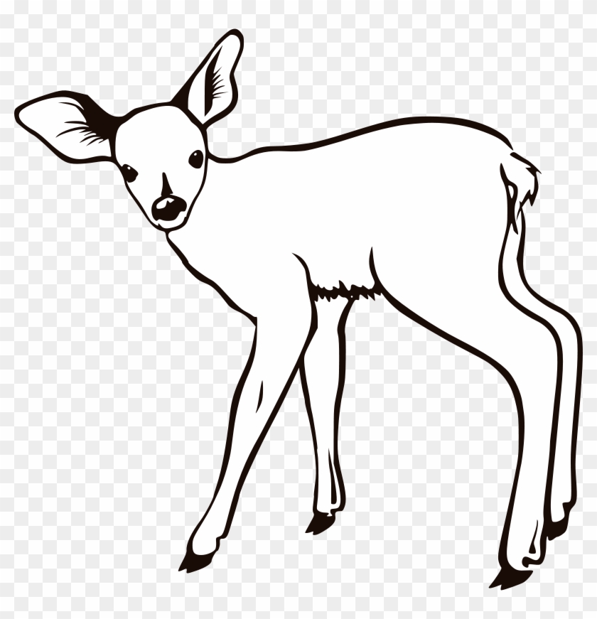 Fawn Outline - Outline Pictures Of Animals #892249