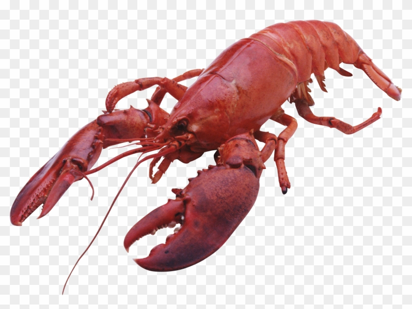Lobster Png - Color Is A Lobster #892422