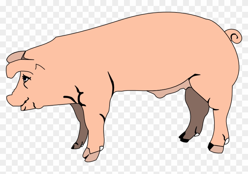 Profile Clipart Pig - Pig Clipart No Background #892650