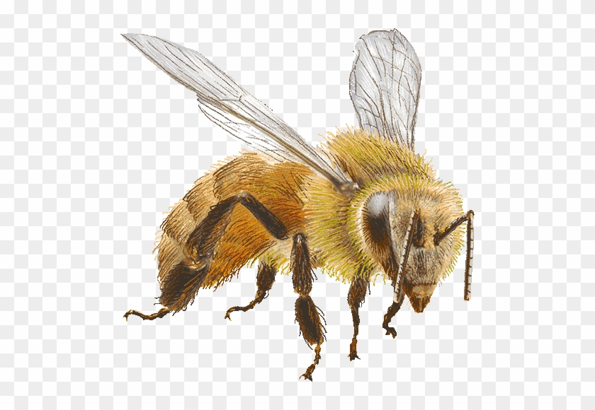 Honey Bee With Transparent Background #892672