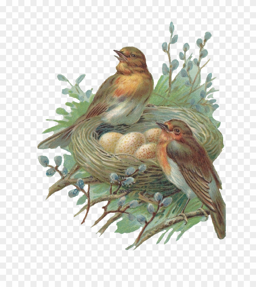 Nest Png Image - Vintage Birds And Nest #892715