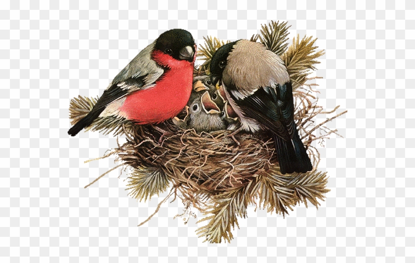 Edible Birds Nest - Nid Oiseau Png #892720