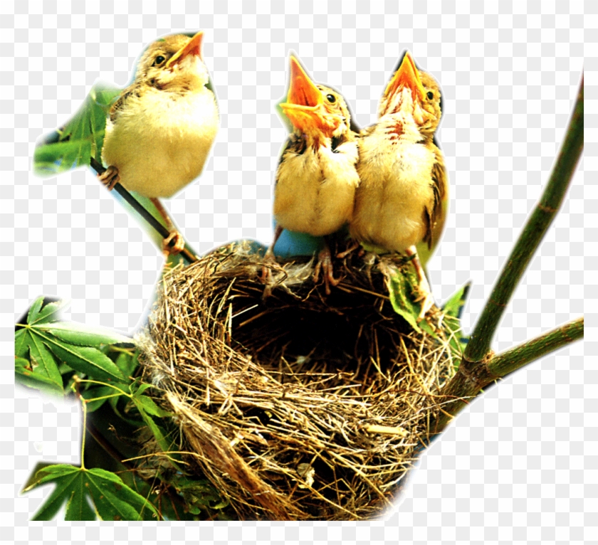 Healing Mysteries Of Edible Birds Nests Remain - Nest Images Png #892727