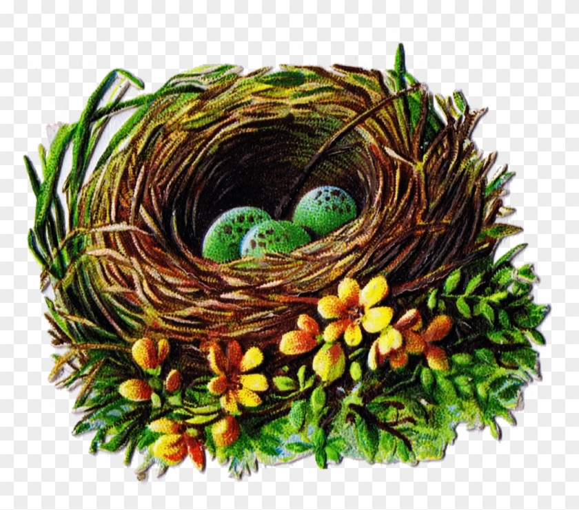 Bird Nest And Egg Graphics - Bird Nest Clip Art Free #892748