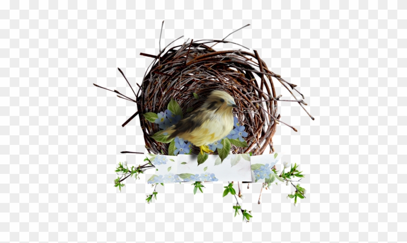 Birds Nests - Bird #892756