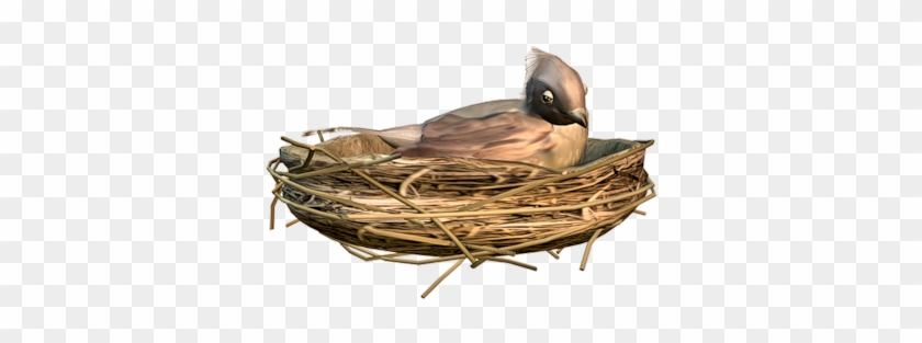 Birds Nests - Mallard #892758