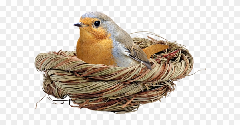 Birds Nests - European Robin #892760