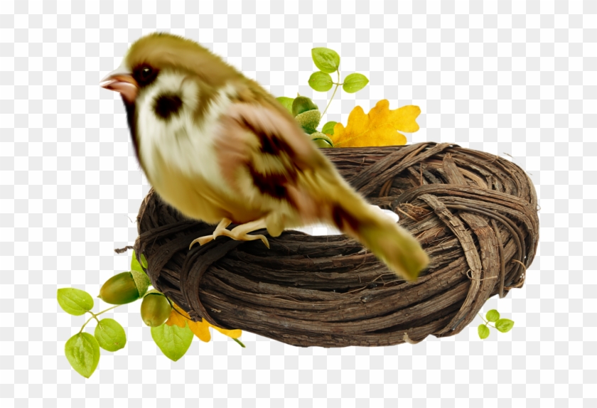 Basket Bird Edible Birds Nest Bird Nest Wallpaper - House Sparrow #892784
