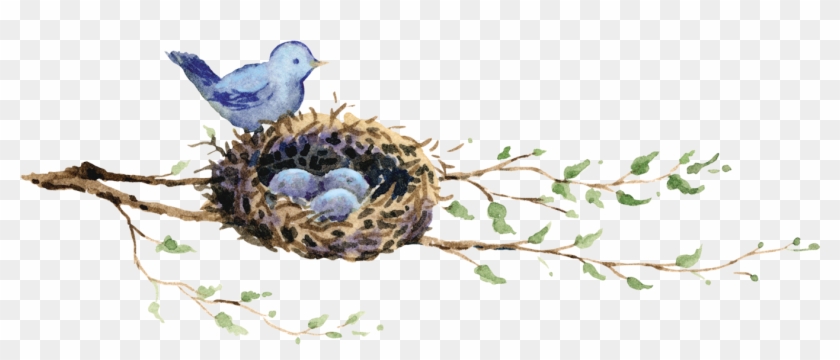 Edible Bird's Nest Bird Nest Drawing - Птица В Гнезде Рисунок #892811