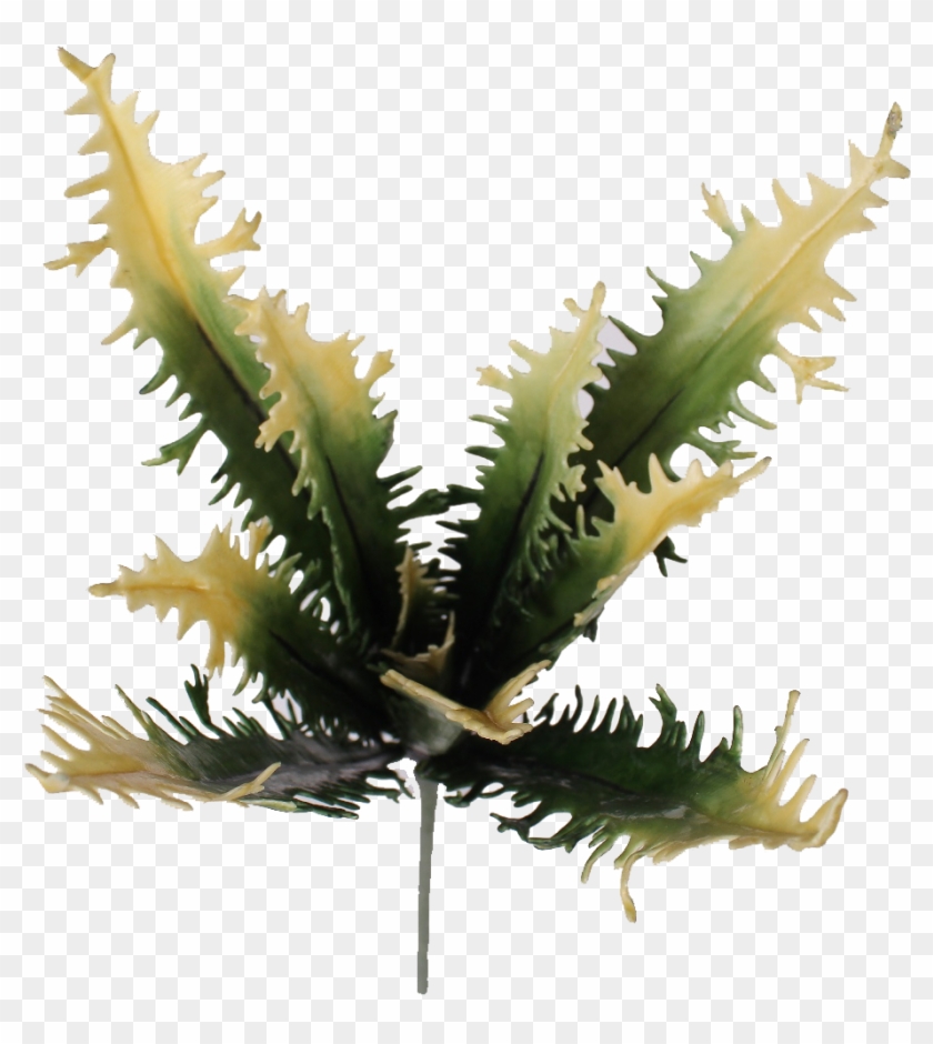 Birds Nest Fern Succulent - Fern #892827