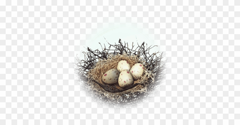 Kuku Bird Nest - Bird Egg Png Transparent #892871