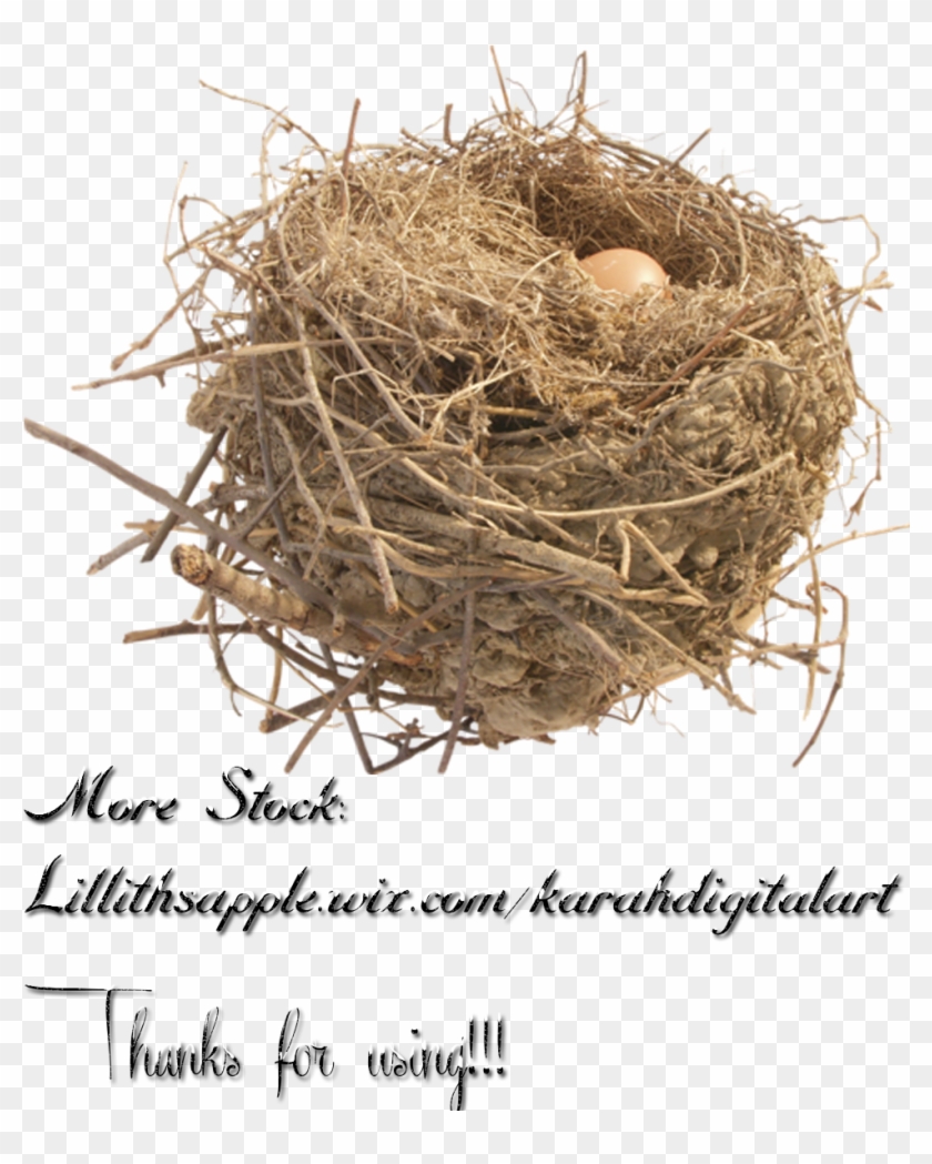 Nest Stock Png By Karahrobinson-art - Png Nest Images Hd #892893