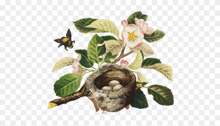 Bumblebee, Blossom, And Bird's Nest Png By Chaseandlinda - Bird Nest #892905