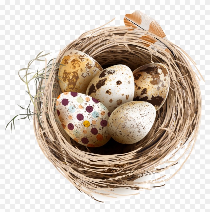 Bird Chicken Quail Eggs - Quail Egg Png #892913