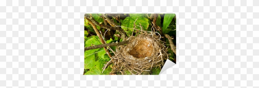 Birds Nest In Tree #892918