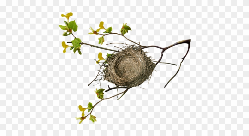 Birds Nests - Bird Nest On Tree Png #892925