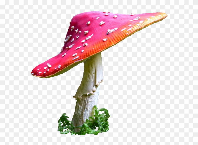Alice In Wonderland Background Mushrooms For Kids - Alice In Wonderland Mushroom Png #892943