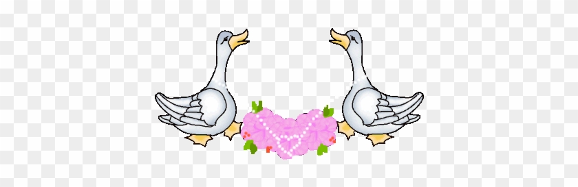 Ducks In Love - Patos Romanticos #892958