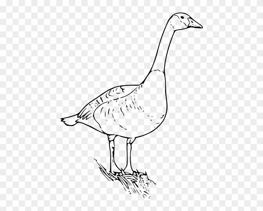 Canada Goose Clip Art - Goose Clip Art #892962