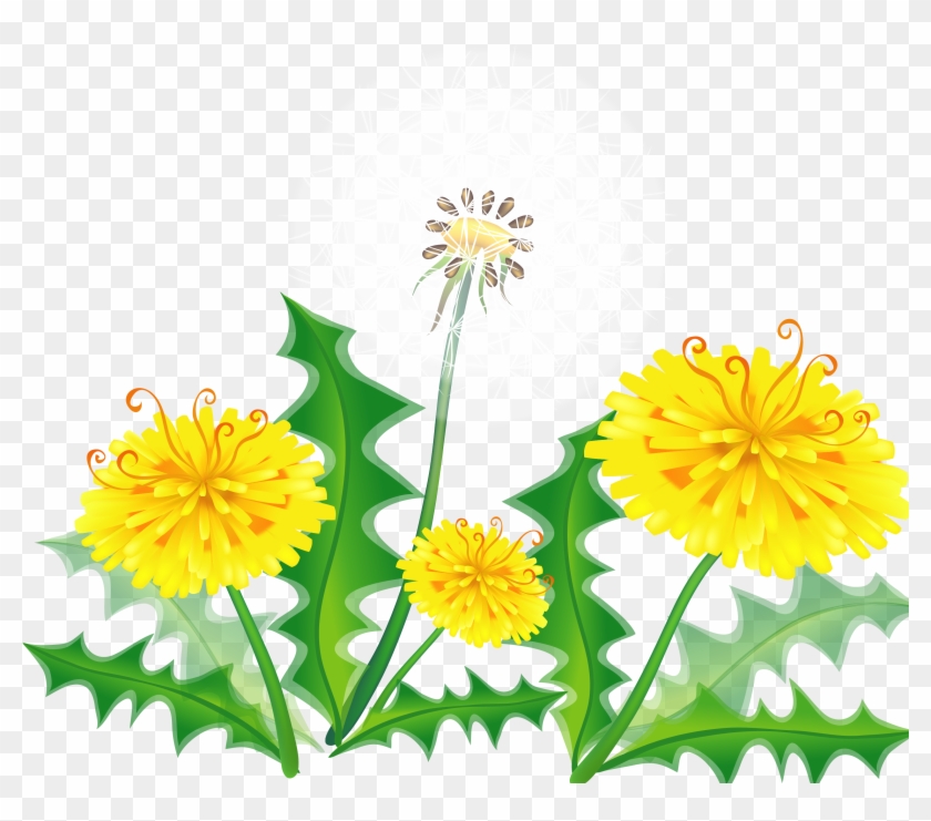 Hand Painted Dandelion Vector Material - Dandelion #892992