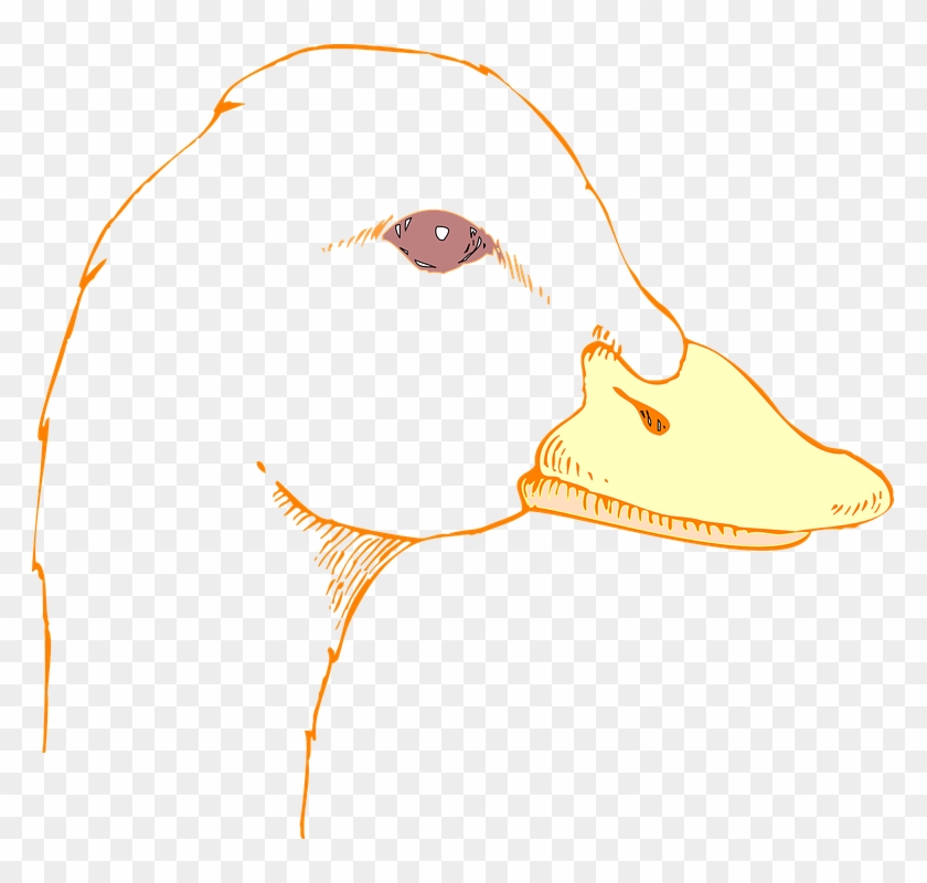 Drawn Duck Bird Head - Draw A Duck Head #893022