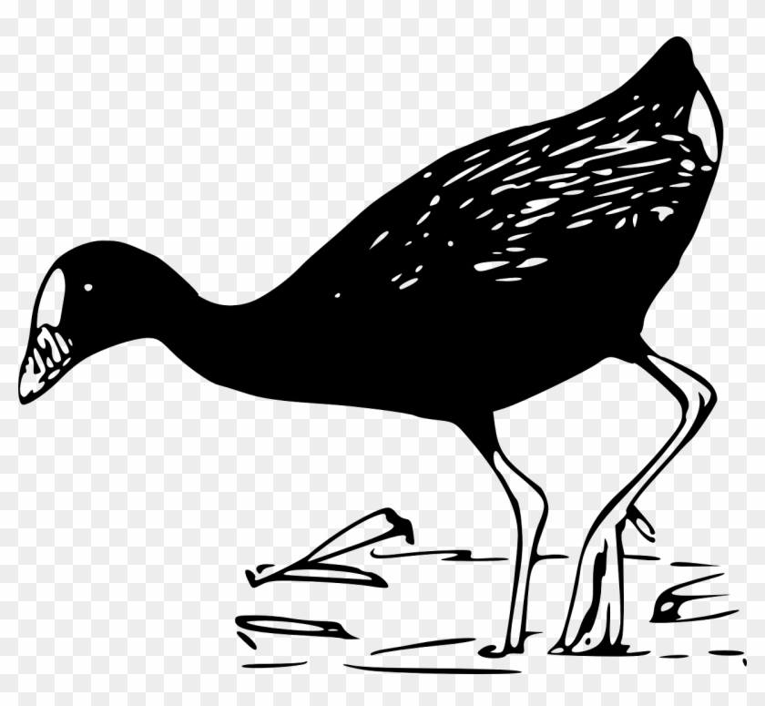 Duck Birds Water Black And White Png Image - Oiseaux D Eau Noir #893028