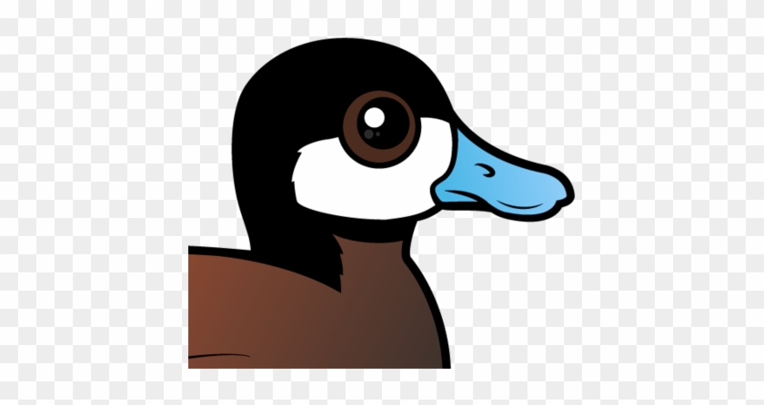 The Ruddy Duck Is A Stiff-tailed Duck That Lives Throughout - Duck #893035