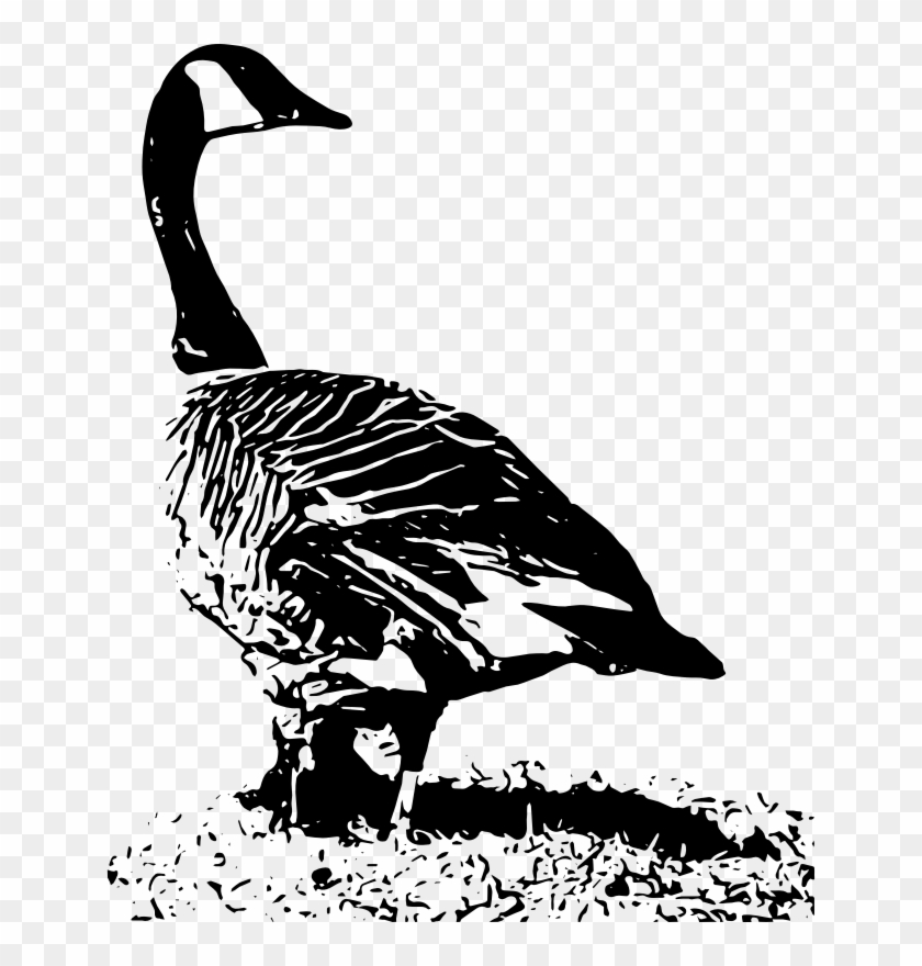 Duck Canada Goose Canada Goose Clip Art - Canada Goose #893056