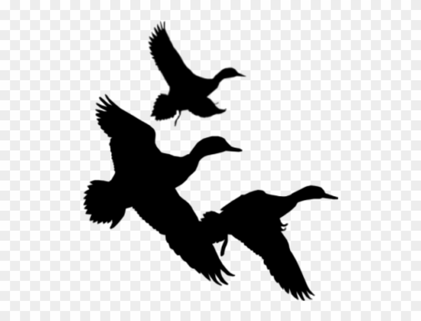 Duck Clip Art Black And White - Flying Duck Silhouettes #893078