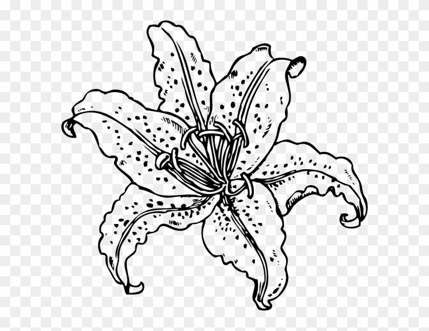 Tiger Lily Flower Drawing At Getdrawings - Tiger Lily Coloring Pages #893411