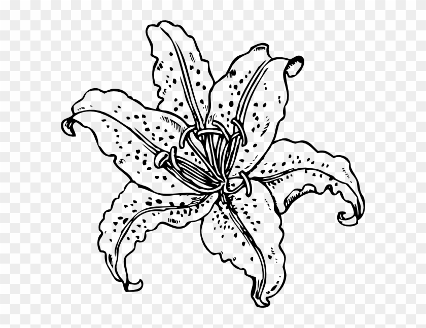 pencil drawings of tiger lilies