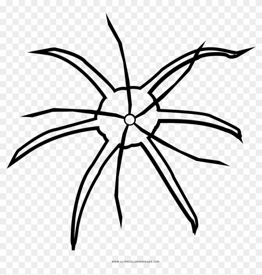 Catawba Spider Lily Coloring Page - Drawing #893415