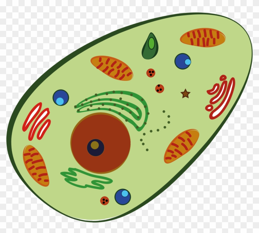 Big Image - Human Cell Clipart #893436