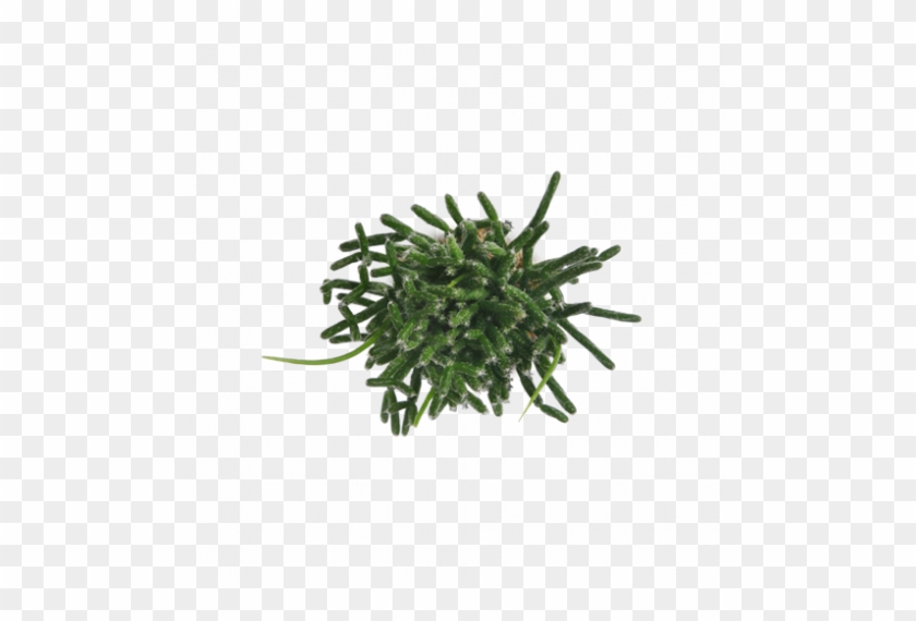 Rhipsalis-bacheffea - International Trade #893487