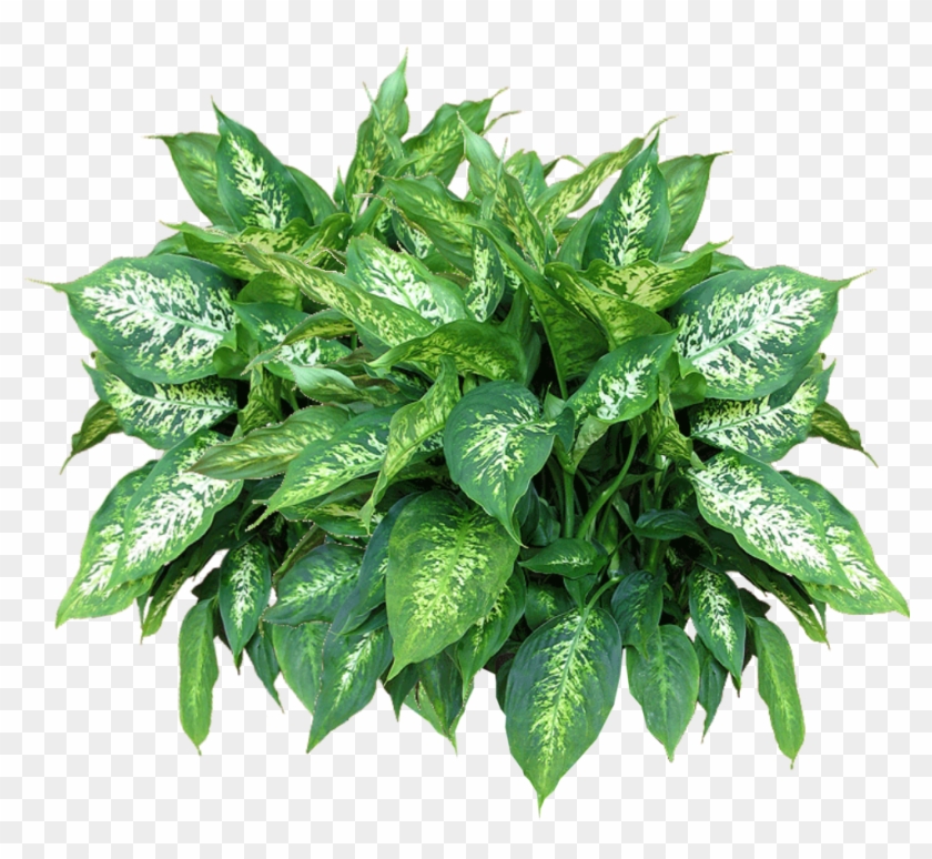Jacey Alocasia Plant Texture Png 2010 10 24 22 38 304k - Plants Png #893493