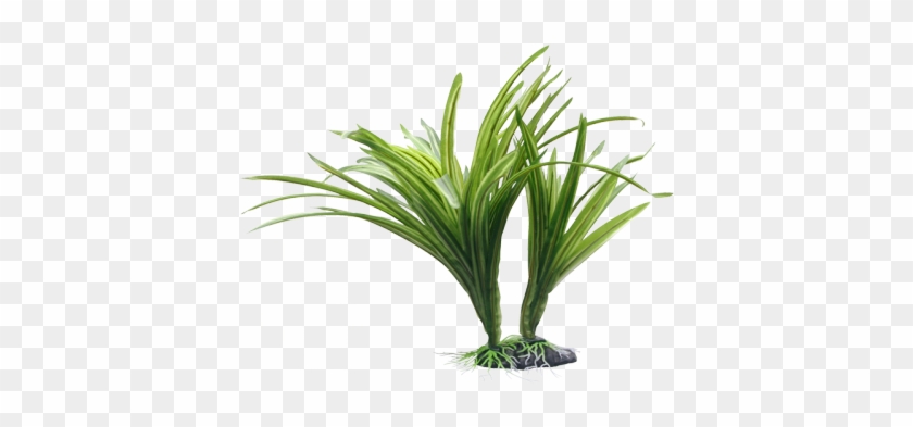 Esta Hermosa Planta Ácoro Estriado Aporta Un Aspecto - Fluval Plants #893500