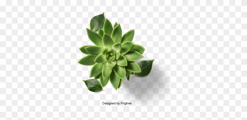 Fresco Y Carnoso, Planta En Maceta - Agave #893507