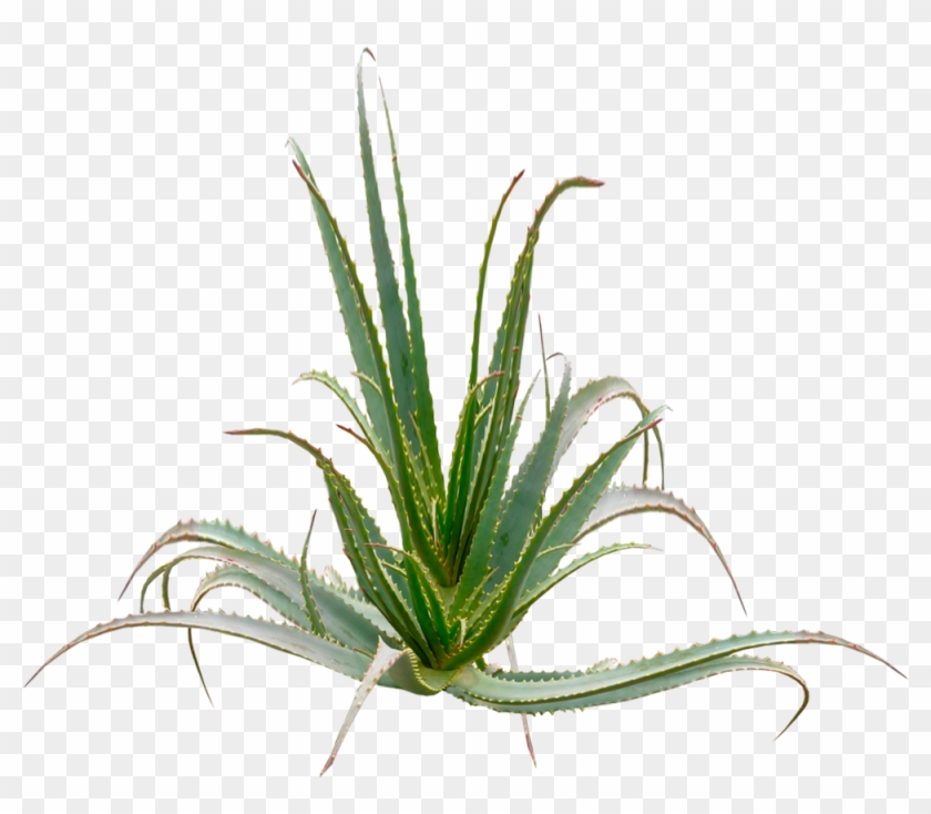 Plantas De Aloe Arborescens Con Más De 5 Años - Air Plant Photoshop #893517