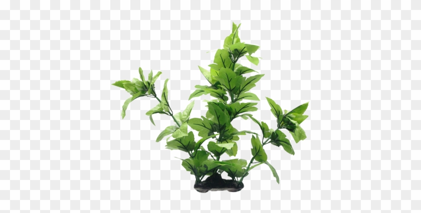 Esta Hermosa Planta Cola De Lagarto Aporta Un Aspecto - Fluval Lizard's Tail Plant For Aquarium, 16-inch #893522