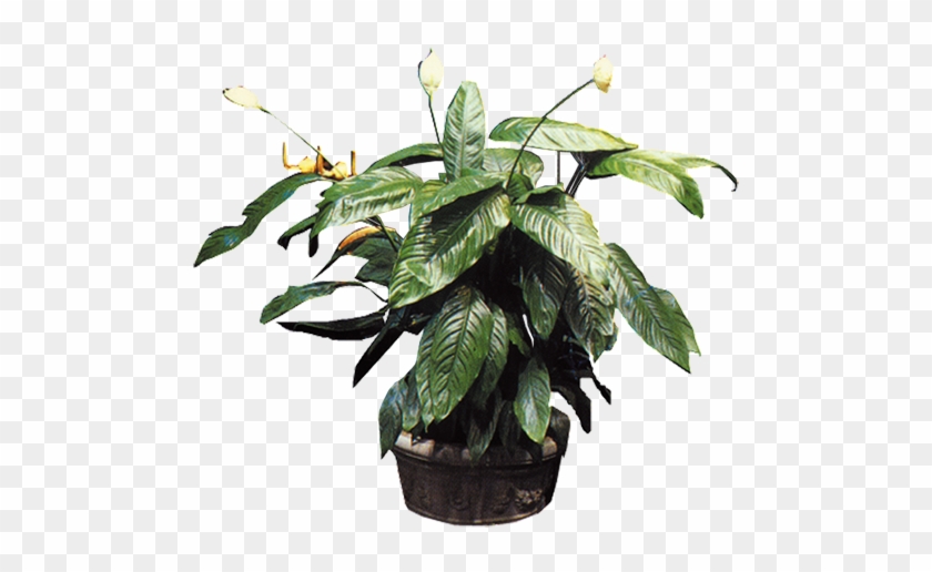 Planta De Maceta De Bonsai Árbol - Pot Plant Png #893527