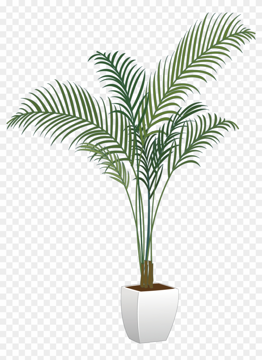 Arecaceae Maceta Planta De Interior - Indoor Plant Png #893542