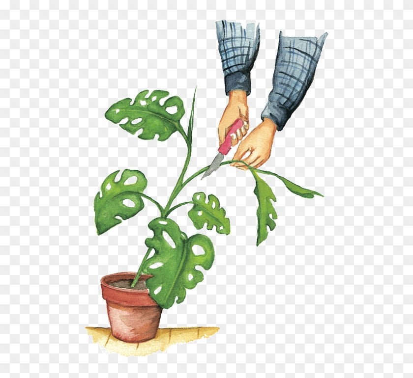 Aquí Os Traigo La Solución Para No Tener Que Comprar - Esqueje De Una Planta #893594