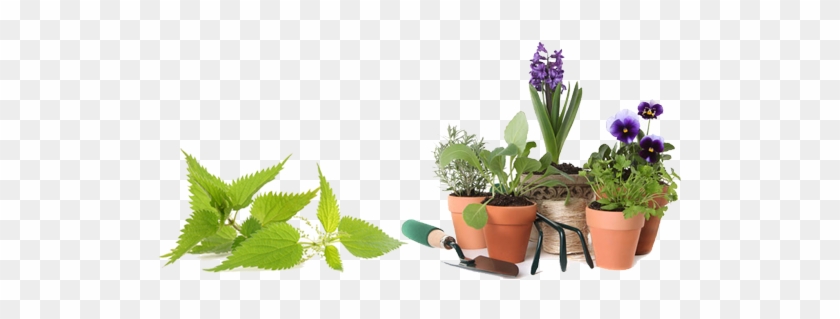 Plantas - Stinging Nettle Supplement: Alternative Medicine #893599