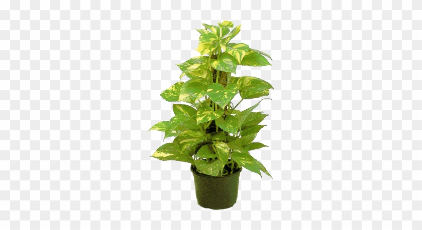 Es Una Planta De Origen Tropical Y Clima Húmedo Sus - Houseplant #893604