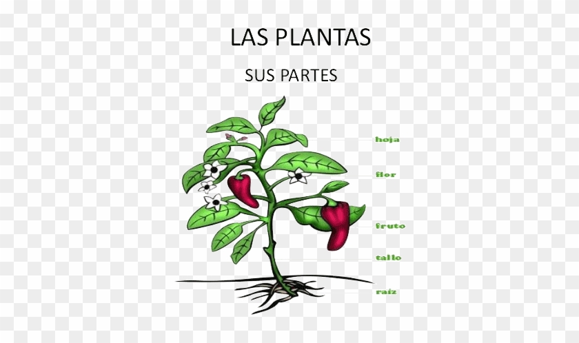 Partes De Una Planta - Acido Abscísico #893630
