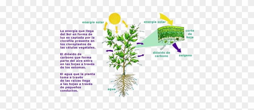 En Este Proceso Se Producen Azúcares, Que Utiliza La - Celulas De Las Plantas #893652