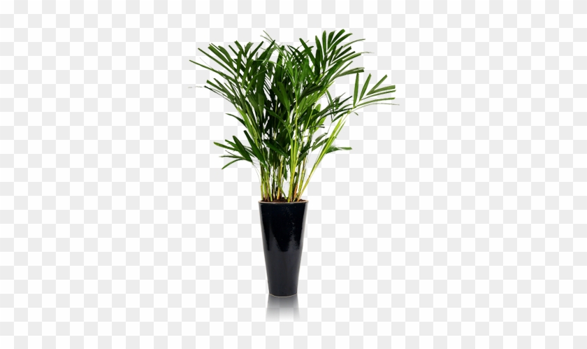 Areca - - Lucky Bamboo #893681